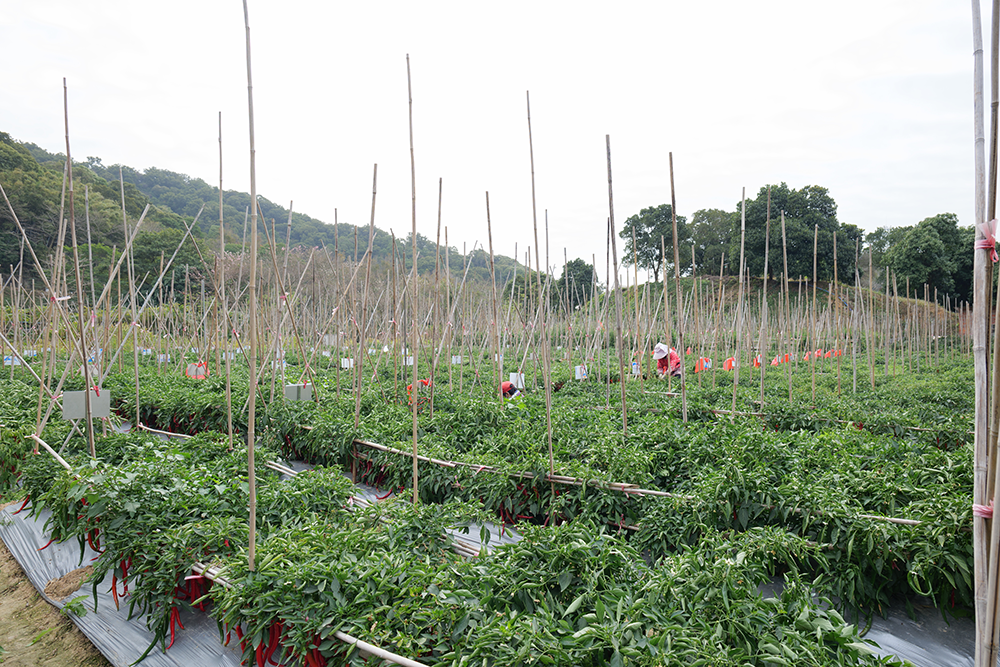 快捷食材配送,轻松解决食材采购问题.png